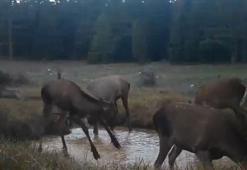 Kızıl geyiklerin su birikintisindeki görüntüleri fotokapana yansıdı