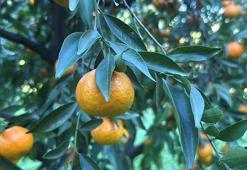 Bodrum mandalinası bahçede 15-20, manavlarda 100 liradan satılıyor