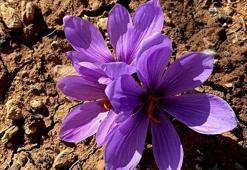 Siirt’te ilk safran üretimi