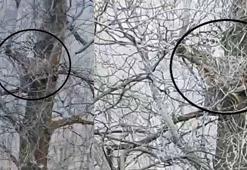 Nesli tehlike altında olan vaşak, ağaçta görüntülendi