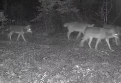 Karabük’te yaban hayatı fotokapana yansıdı