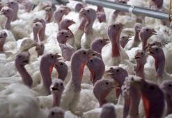 Yılbaşı hindisi 800 ile 1000 lira