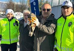 Polisin bulduğu yaralı kızıl şahin, tedaviye alındı