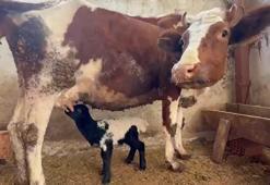 Tokat’ta annesi ölen kuzuyu inek emziriyor