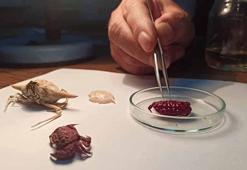 Türkiye kıyılarında ilk kez Hint-Pasifik kökenli ‘Liomera rugipes’ adlı yengeç görüldü