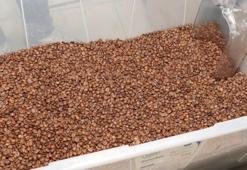 'Türkiye'de kişi başı kahve tüketimi 10 yılda 4 kat arttı'