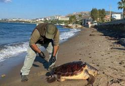 Kuşadası'nda 1 haftada 3 deniz kaplumbağası ölü bulundu