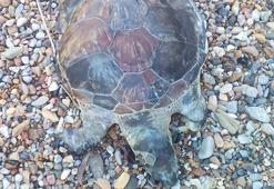 Bodrum'da kıyıya ölü caretta caretta vurdu