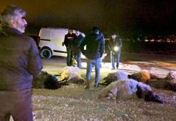 Hafif ticari araç, sürüye çarptı; sürücü yaralı, 12 koyun öldü