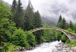 ‘İklim değişikliğiyle mücadelede en etkin silah ormanlar’