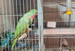 Antalya'da 24 papağan ele geçirildi