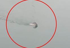 Dağ keçisi baraj gölünü yüzerek geçti; o anlar kamerada