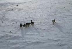 Doğada gezinen kurt sürüsü dron ile görüntülendi