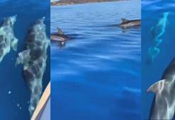 Muğla'da teknenin yanında yüzen yunus sürüsü kamerada