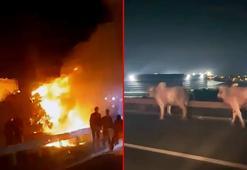 Otoyolda devrilip yanan TIR’daki 2 kişi öldü; alevlerden kaçan anguslar kamerada