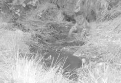 Antalya'daki yavru vaşaklar fotokapanda