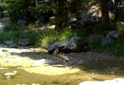 Türkiye'de nadir görülen karaleylek fotokapana yansıdı