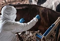 Bolu’da 1 aylık şap karantinası sona erdi