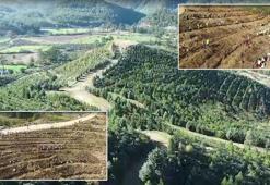 Dalaman'da yanan alanlar tekrar yeşerdi
