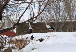 Yüksekova’da 23 yıldır göç etmeyen leyleklere yenileri eklendi