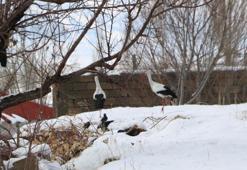 Yüksekova’da 23 yıldır göç etmeyen leyleklere yenileri eklendi