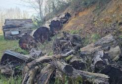 Kesilen 1183 yaşındaki porsuk ağacı, odun olmaktan kurtarıldı; İstanbul'da müzede sergilenecek