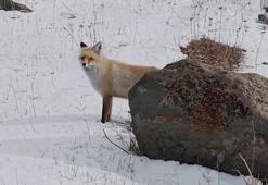 Dron sesinden tedirgin olan kızıl tilki, yuvasını terk etmedi