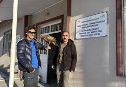 Aylar sonra geri dönen kızıl şahini Doğa Koruma ekiplerine teslim etti