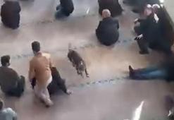 Cuma vaazı sırasında camiye pitbullun girdiği anlar kamerada