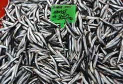 Karadeniz'deki av baskısı hamsi popülasyonunu göçe zorladı