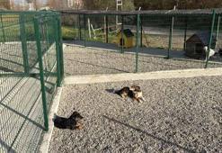 Kampüsteki hayvanlar için doğal yaşam alanı oluşturuldu