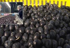 65 ülkeye ihraç edilen Türk zeytini, zeytinyağlı çikolata ve kozmetik ürünlerle de raflarda yer alacak