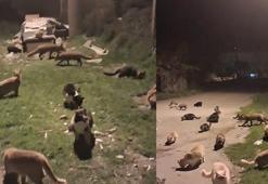 Kedi ve tilkilerin yan yana beslendiği anlar kamerada