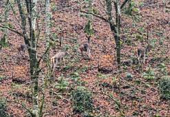 Yedigöller'de ormanda gezinen geyikler kamerada