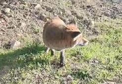 Tilkiyi eliyle besledi