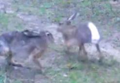 Edirne'de yaban tavşanları fotopakana yansıdı