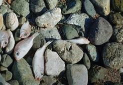 Datça’da ölü balıklar sahile vurdu