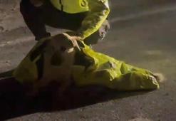 Polis, yaralı köpeğin üstünü kendi montuyla örttü