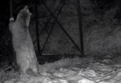 Arı kovanlarına ulaşmaya çalışan ayı kamerada