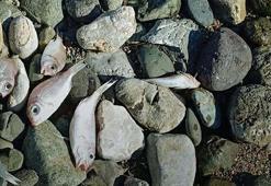 Datça'daki sahile vuran balıkların ölüm nedeni kirlilik değilmiş