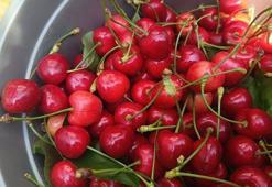 Edirne’den Avrupa’ya ihraç edilen ‘Çeribaşı kirazı’ coğrafi işaret tescili aldı