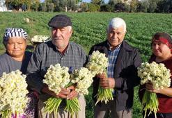 Mersin'de nergisler erken açtı; boğumu 300 TL’ye satılıyor