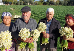 Mersin'de nergisler erken açtı; boğumu 300 TL’ye satılıyor