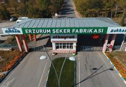 Sukkar Şeker 2025’te 515 bin ton net pancar işlediğini duyurdu