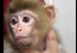 Denetimde ele geçirilen yavru makak maymunu koruma altına alındı