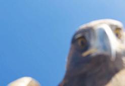 Kartalın kaptığı dron 6 saatlik tırmanışla geri alındı; o anlar kamerada