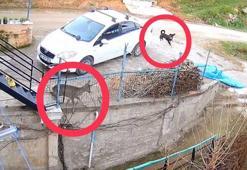 Ordu’da sokak köpeklerinin saldırdığı karaca öldü