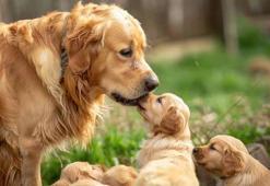 'İnsanlar için kullanılan ağrı kesiciler, hayvanlar için ölümcül olabilir'