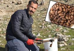 Küresel ısınmaya karşı 2 yılda 20 binden fazla tohum ekip, fidan dikti