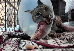 Köpek saldırısında yaralanan vaşak hayata tutundu